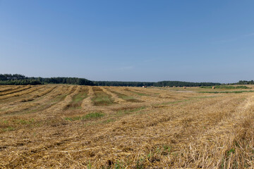 A field with cereals in the summer