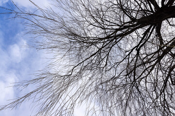 bare willow trees in the spring season in the park