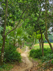 A beautiful path through the trees of a village in Bangladesh surrounded by trees and lovely nature