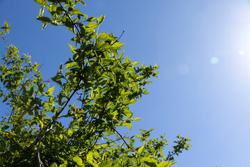 young gooseberry shrub with green foliage and flowers