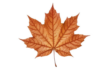 Naklejka na ściany i meble Maple leaf. isolated object, transparent background