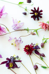 Aquilegia flowers on a white background. Flat lay, top view.