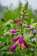 pink flowers in the garden