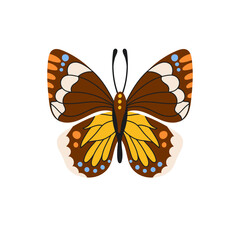 Butterfly hand drawn vector illustration