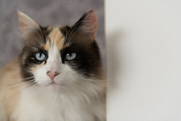 Porträt einer schönen Katze mit blauen Augen