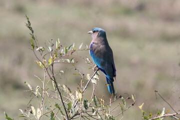Indian roller