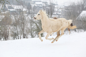 Nice pony running in winter