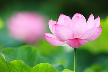 pink lotus flower