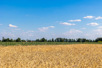 Wheat fields with grain almost ready for harvest. Photo taken on a sunny summer day