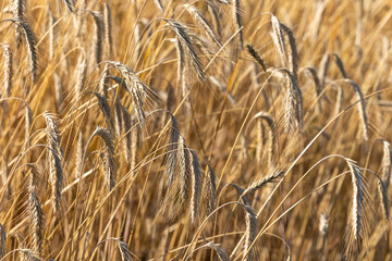 Close up of golden ears of ripe wheat ready for harvest. Photo taken on a sunny summer day