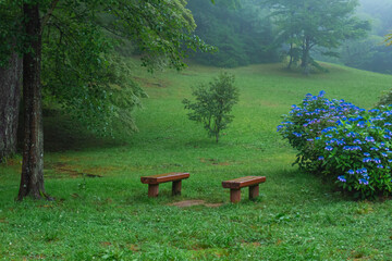 雨の日の幻想的な森林公園