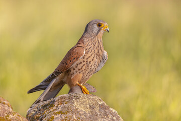Common Kestrel Perched Eating Mouse