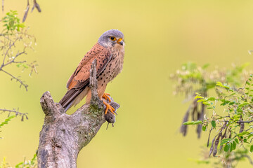 Common Kestrel Perched with Mouse Prey