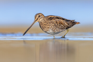 Common snipe wader bird in marshland background
