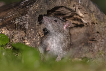 Brown rat in grass on river bank