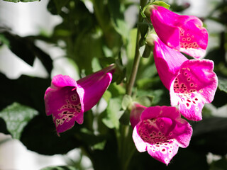 Digitalis purpurea with black spots spread among pink flowers that are the original source of the heart medicine digoxin (also called digitalis or digitalin)