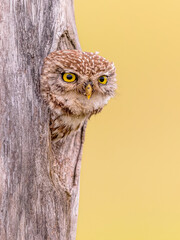 Little Owl peeking from tree cavity