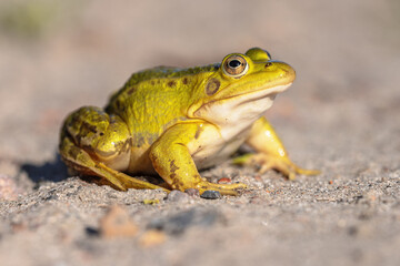 Pool frog with bright blurred background