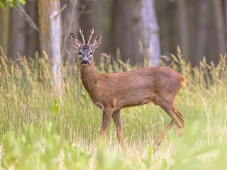 Roebuck male Roe deer on clearing
