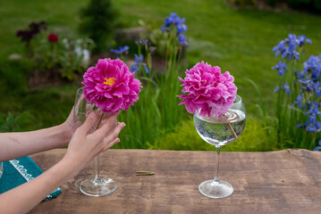 Beautiful pink flowers in clean glasses and jars to decorate your home and garden for a beautiful and cozy atmosphere