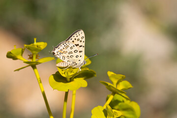 large butterfly dotted on yellow plant, Large Silver-line, Cigaritis maxima