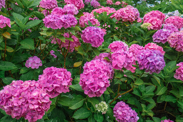 雨の日の幻想的な森林公園