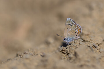 butterfly picking up minerals from the ground, Rose’s Blue, Polyommatus rosei