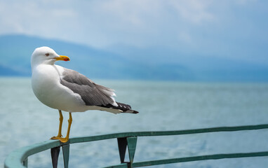 Fototapeta na wymiar Close-up of a beautiful seagull sitting on a metal railing, looking into the camera against the background of a lake and mountains. Seagull on the background of a lake with copy space