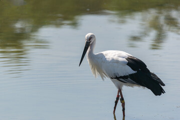ため池で採餌するコウノトリ