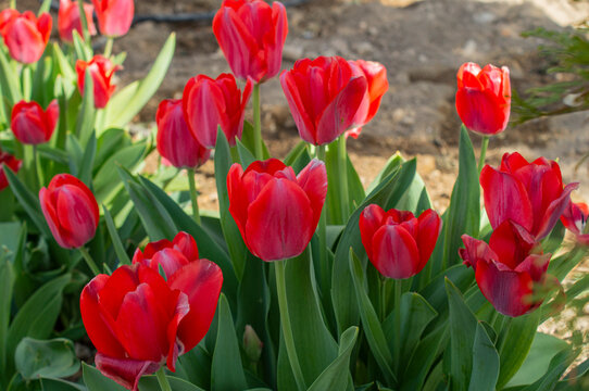Red tulip gesneriana.