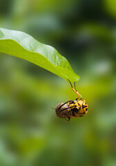Colorful Macro Photography of Wildlife in Nature