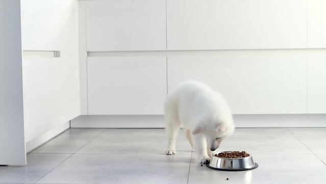 White Swiss Shepherd puppy eating dry food from a metal bowl in a modern white kitchen. Food delivery for happy domestic animals, little best friends. Pet shop. Animal feed. Correct nutrition in dogs