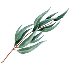 Australian eucalyptus twig with long leaves botanical illustration isolated on white background. Hand drawn watercolor branch of medicinal plant clipart for packaging stickers and postcard design © Elena Malgina
