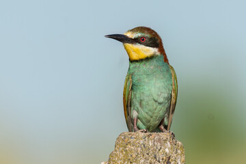 European bee-eater is perched on a concrete pillar