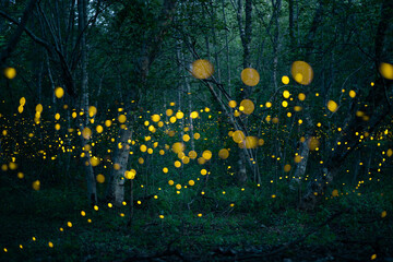 Fireflies, yellow light insects in the rainforest at night time.
