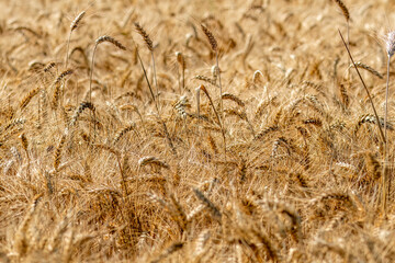 Fields of flowering wheat before harvest