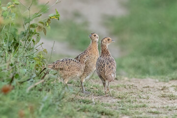 Three young pheasant standing on the ground and looking around