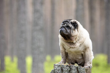 Portrait of a beige senior pug sitting on a stump in a pine forest