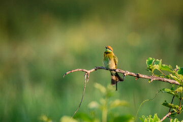 Green Bee-Eater, Little Green bee-eater, Merops Orientalis