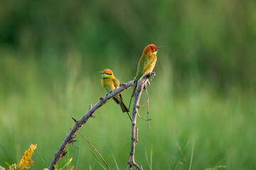 Green Bee-Eater, Little Green bee-eater, Merops Orientalis
