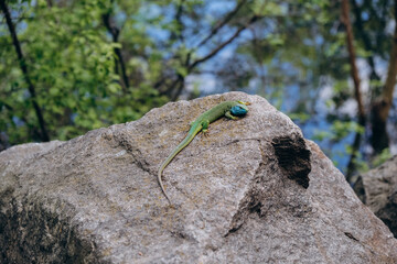 green lizard basking on a stone in spring