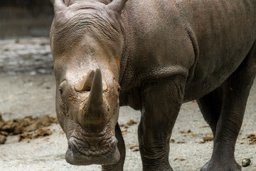Fototapeta premium A closeup shot of a white rhinoceros or square-lipped rhino