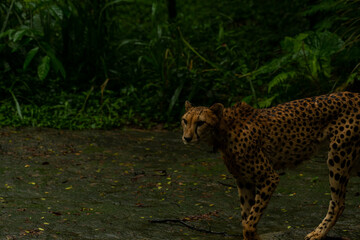 Close up of a Cheetah wild cat's striking brown eyes and black nose