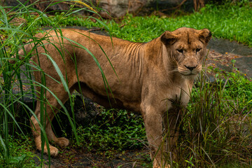 Portrait of an African lioness, Panthera leo, South Africa, green grass