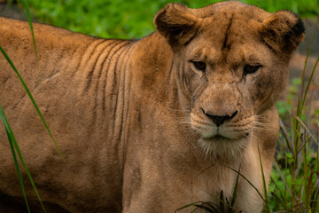 Head portrait of a lioness looking at the camera, close up with copy space