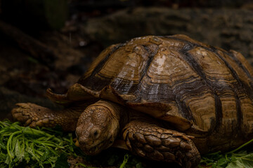 Close up African spurred tortoise eating, Slow life, Africa