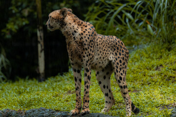 African cheetah, Masai Mara National Park, Kenya, Africa