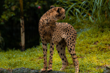 A cheetah standing alone in its natural habitat looking back