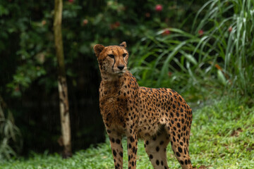Cheetah portrait with a head on view