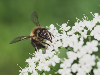 bee on a flower